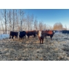 Image 6 : Chris Bartel - 1025# April Delivery Steers - 60 Head (Fort Vermilion, AB)