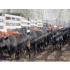 Image 2 : Fridlington Family Farms - 700# March Delivery Heifers - 88 Head (Kersley, BC)