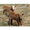 Image 5 : Sand Creek Enterprises - 580# October Delivery Heifer Calves - 23 Head (Duchess, AB)