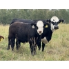 Image 5 : Marcinek Cattle Company - 780# October Delivery Steer Calves - 50 Head (Condor, AB)