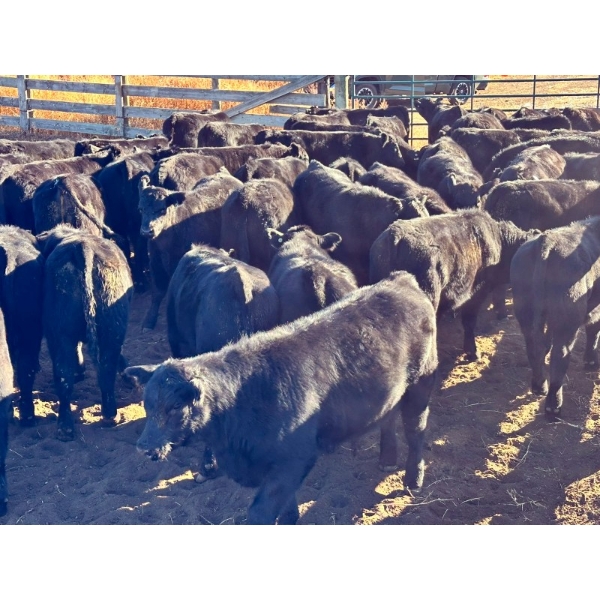 Kamloops Area Ranchers - 685# October Delivery Steer Calves - 140 Head (Kamloops, BC)
