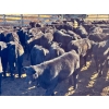 Image 1 : Kamloops Area Ranchers - 685# October Delivery Steer Calves - 140 Head (Kamloops, BC)
