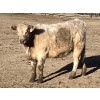 Image 7 : Winnifred Colony Farming Ltd. - 835# February Delivery Heifers - 44 Head (Winnifred, AB)