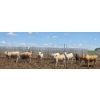 Image 2 : Cattlewood Farms Ltd. - 805# June/July Delivery Heifers - 75 Head (Fincastle, AB)