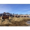 Image 12 : Merrick & Donald Campbell - 26 RWF/BWF April/May Calving Bred Heifers (Calahoo, AB)