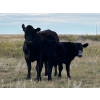 Image 2 : Hiebert Ranches - 580# October Steer Calves - 90 Head (Gem, AB)