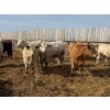 Image 14 : Greg Trewin - 950# March/April Delivery Steers - 126 Head (Coulter, MB)