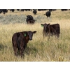 Image 8 : Vredegoor Ranch - 500# October Delivery Steer Calves - 195 Head (Handhills, AB)