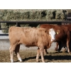Image 7 : Two River Ranch - 900# February Delivery Weaned Heifers - 210 Head (Monarch, AB)