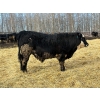 Image 1 : Rose Creek Ranch - 1040# April Delivery Steers - 120 Head (Alder Flats, AB) 