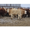 Image 6 : Osadczuk Cattle Co. - 699# March Delivery Heifers - 89 Head (Patricia, AB)