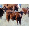 Image 3 : Warren Peters - 680# October Delivery Steer Calves - 34 Head (Hays, AB)