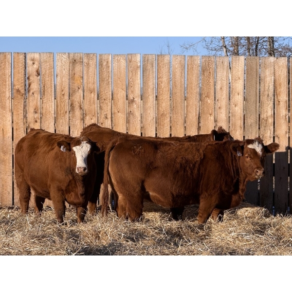 Marcinek Cattle Company - 5 RBF Simm/Angus Bred Heifers (Condor, AB)