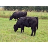 Image 7 : Brady Ranches - 740# October Delivery Steer Calves - 15 Head (Heffley Creek, BC)