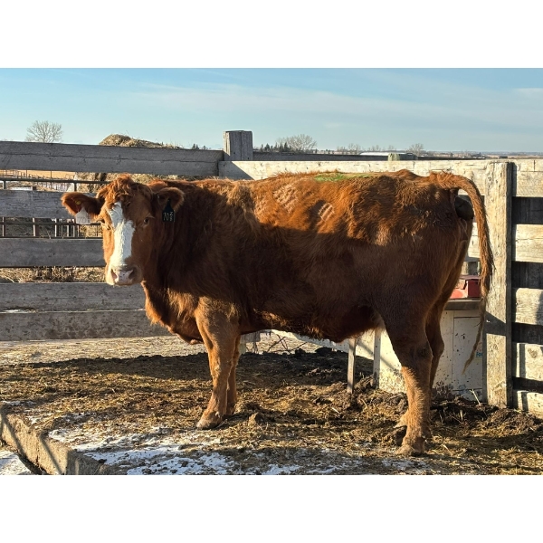 Zane Dahl - 1 Fourth Calver (Pen 518)