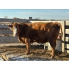 Image 1 : Zane Dahl - 1 Fourth Calver (Pen 518)
