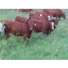 Image 16 : Storle Farms Ltd. - 630# October Delivery Steer Calves - 88 Head (Lake Alma, SK)