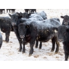 Image 3 : Martin DeVos - 735# March Delivery Steers - 164 Head (Fork River, MB)