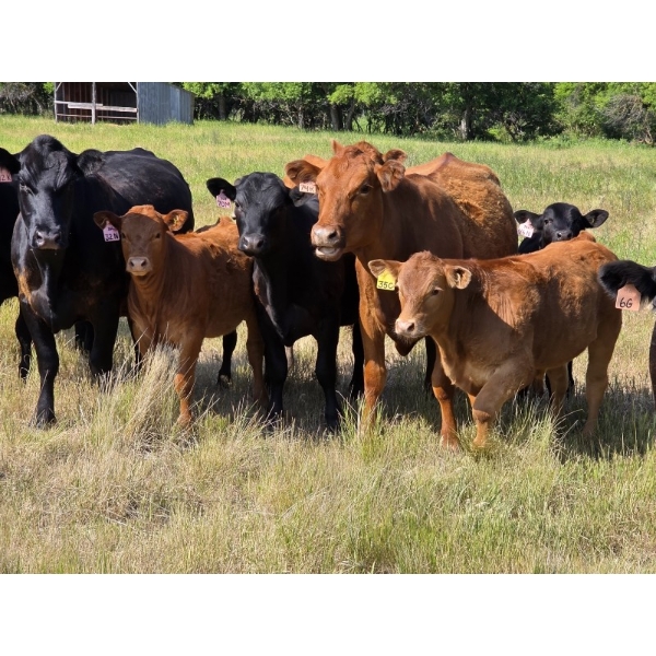 Blair Brost - 725# Oct/Nov Delivery Steer Calves - 70 Head (Piapot, SK)