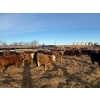 Image 6 : Lyle Burkard - 900# August Delivery Heifers - 280 Head (Bawlf, AB)
