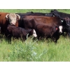 Image 3 : Calvin Rydzik - 525# November Delivery Heifer Calves - 110 Head (Glenavon, SK)