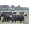 Image 7 : Star Lake Beef (1987) Charlene & Craig Kaartinen - 30 Black Angus Pairs (Eriksdale, MB)