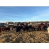 Image 7 : Lyle Burkard - 900# August Delivery Heifers - 280 Head (Bawlf, AB)