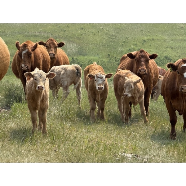 Dick Lawrence - 630# November Delivery Heifer Calves - 80 Head (Pine Lake, AB)
