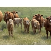 19  Dick Lawrence  630 November Delivery Heifer Calves  80 Head (Pine Lake, AB)