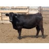 Image 4 : Peter Boone - 17 Black Bred Heifers (Picture Butte, AB)