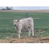 Image 8 : R7 Farms - 720# September Delivery Heifer Calves - 35 Head (Crossfield, AB)