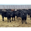 Image 3 : Hegedys Ranching - 825# January Weaned Steers - 300 Head (Acme, AB)