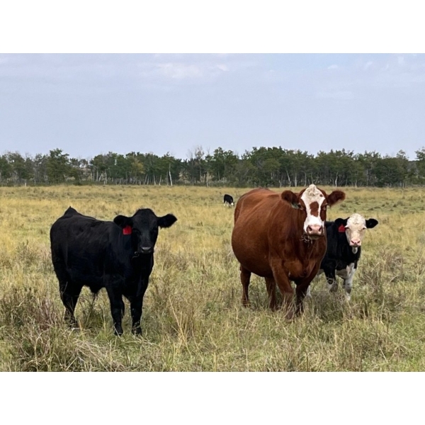 Eric & Val Weisbeck - 625# November Delivery Steer Calves - 75 Head (Guernsey, SK) VBP+