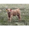 Image 2 : Saddleridge Farming - 640# November Delivery Steers - 100 Head (Rosemary, AB)
