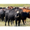 Image 4 : Riverbend Ranch - 850# October Delivery Grass Heifers - 120 Head (Coronation, AB)