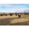 Image 5 : Sierra Colony Farms Ltd. - 650# January Delivery Weaned Steers - 88 Head (Eastend, SK)
