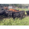 Image 6 : Regehr Land & Cattle - 1050# September Delivery Grass Steers - 59 Head (Winfield, AB)