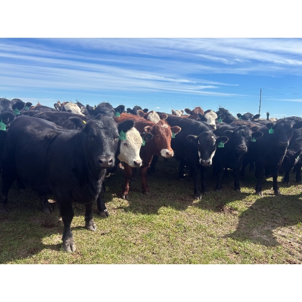 Jay Be Acres Ltd. - 950# July Delivery Grass Heifers - 62 Head (Deloraine, MB)