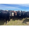 Image 1 : Jay Be Acres Ltd. - 950# July Delivery Grass Heifers - 62 Head (Deloraine, MB)