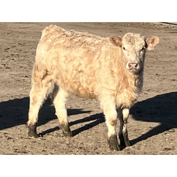 Winnifred Colony Farming Ltd. - 835# February Delivery Heifers - 44 Head (Winnifred, AB)