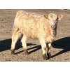 Image 1 : Winnifred Colony Farming Ltd. - 835# February Delivery Heifers - 44 Head (Winnifred, AB)