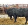 Image 2 : Hendricks Enterprises - 3 Mature Cows (Pen 518)