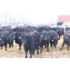 Image 4 : Flying B Ranching Co. - 950# April Delivery Steers - 45 Head (Kennedy, SK)
