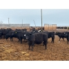 Image 7 : Terry Hines Livestock - 23 December Delivery Black Angus/Simmental X Bred Heifers (Marwayne, AB)