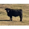 Image 11 : Terry Hines Livestock - 40 Black/BBF Angus X March/April Calving Bred Heifers (Marwayne, AB)