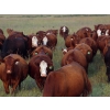 Image 19 : Twisted T Cattle Co. - 485# November Delivery Steer Calves - 110 Head (Carievale, SK)