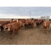 Image 8 : Pedersen Farms - 940# March Delivery Steers - 65 Head (Scandia, AB)