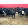 Image 4 : Turtleview Livestock - 750# March Delivery Steers - 79 Head (Goodlands, MB) VBP+