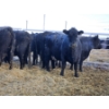 Image 10 : Brent & Tyler Stammers - 2 Red Cows (Pen 705)