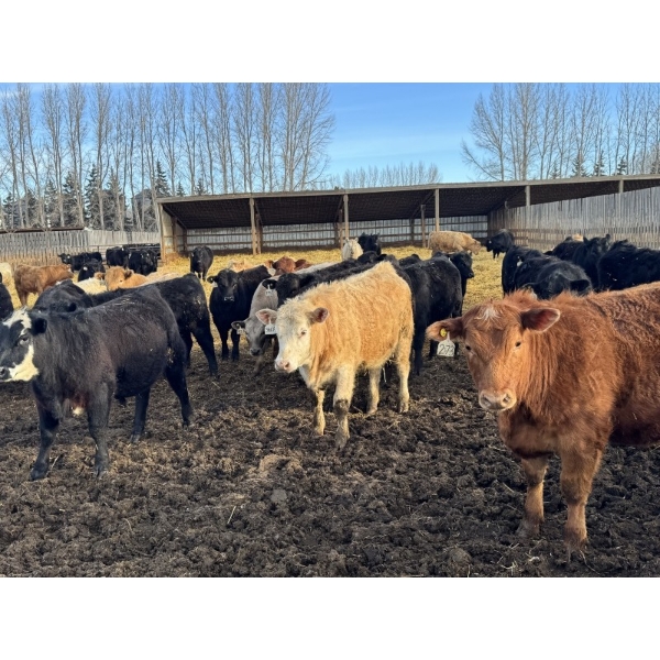 VJS Ag Corp. - 770# March/April Delivery Steers - 77 Head (Vanscoy, SK) VBP+